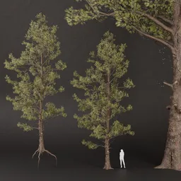 SJ-Windswept Pine Sentinel