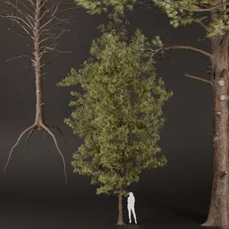 SJ-Lush Pine Forest Tree