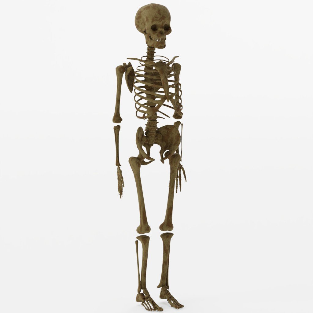 Skeleton | FREE Human Skeletons models | BlenderKit