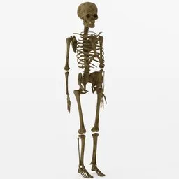 "An unbiased 3D render of an anatomically correct human skeleton modelled in Blender 3D standing on a white surface with no skin shown. Perfect for medical and educational purposes."
