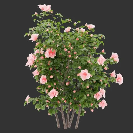 Flowering Bush Plant
