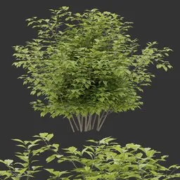 Simple Bush Plant