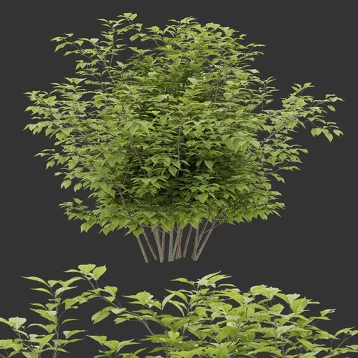 Simple Bush Plant