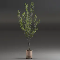 Indoor Plant Olive