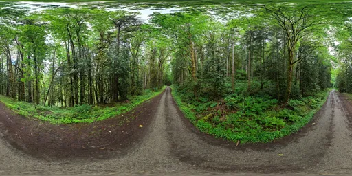 Road Lush Green Forest