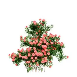 Climbing Roses Wall Grow Red