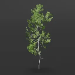 Aspen Tree longer branches