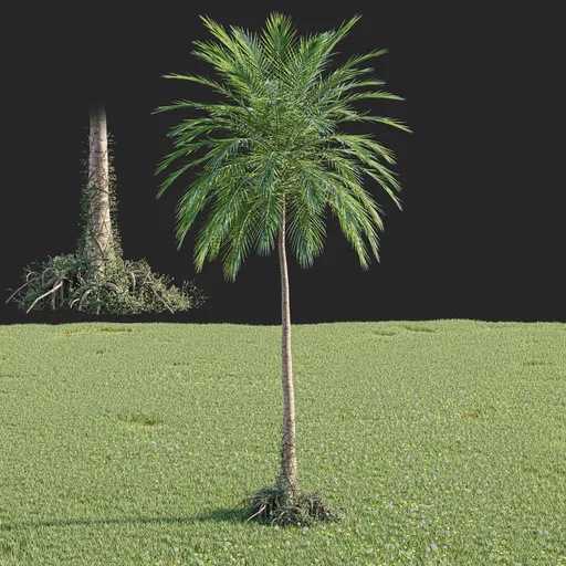Pine tree