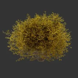 Bush Autumn Plant