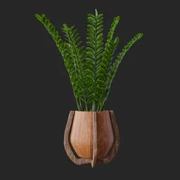ZZ Plant