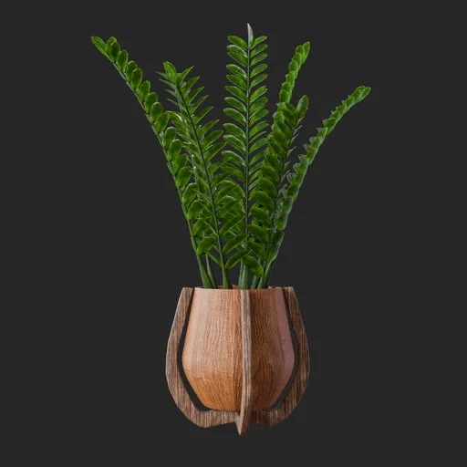 ZZ Plant