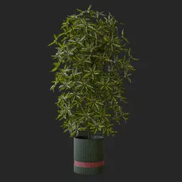 Schefflera Arboricola