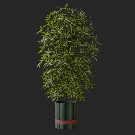 Schefflera Arboricola