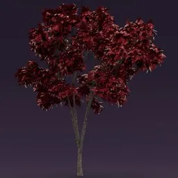 Red leaved tree