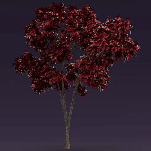 Red leaved tree