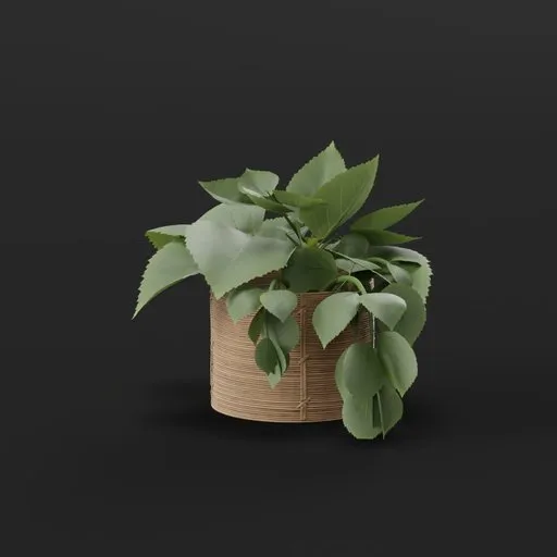 Green Basket Plant