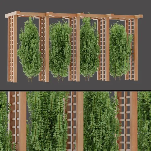 Dense Vine Pergola