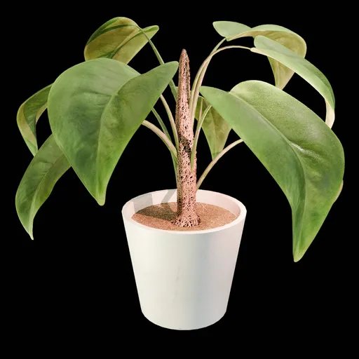 Plant in pot
