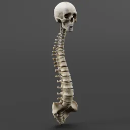 Stylized Human Spine and Skull