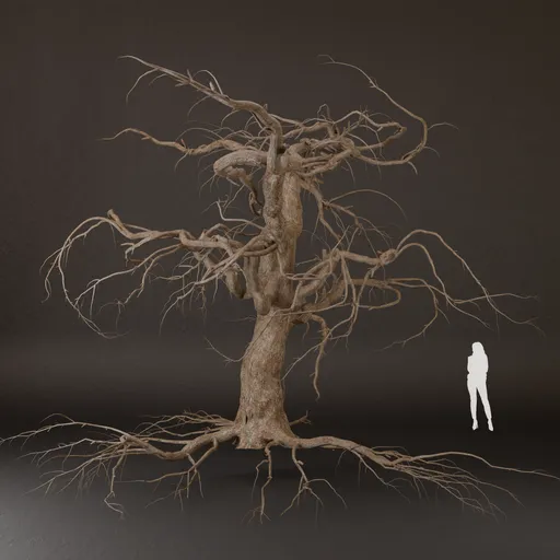 SJ-Tree Dry With Exposed Branches