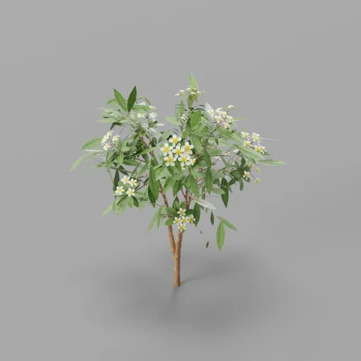 Cahmpa flower plant