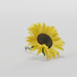 Sunflower Flower