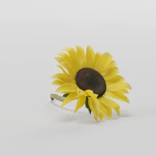 Sunflower Flower