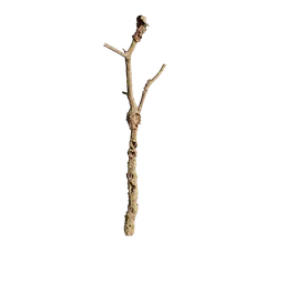 Quercus acuta Trunk