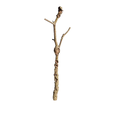 Quercus acuta Trunk
