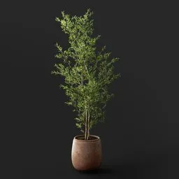 Tall Potted Indoor Tree