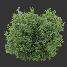Compact Dense Bush