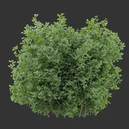 Simple Bush Plant