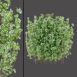 White‑Edged Leaf Plant