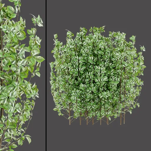 White‑Edged Leaf Plant