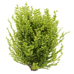 simple bush plant