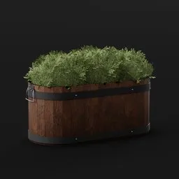 Boxwood Bush Long Pot Sml