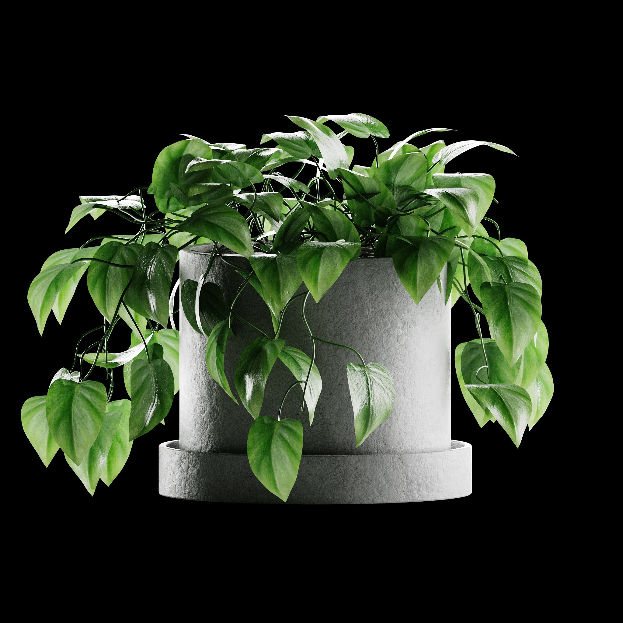 PHILODENDRON HEARTLEAF Indoor Plant Indoor Plants Models BlenderKit