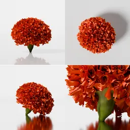 Marigold orange flower