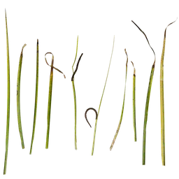 Acorus calamus Atlas