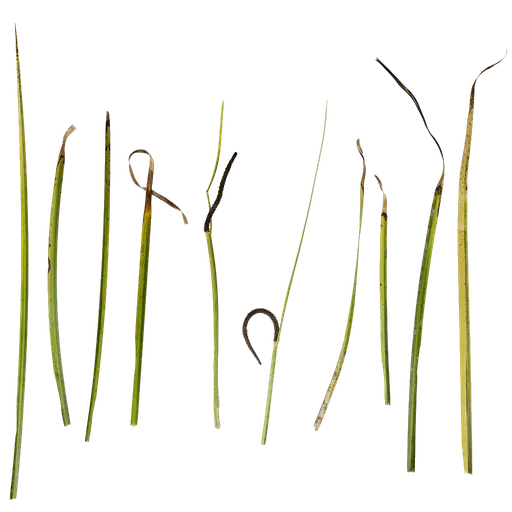 Acorus calamus Atlas