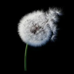 Dandelion Wind Dispersal