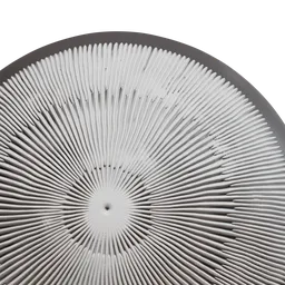 Mushroom Gills(Lamellae) less dense