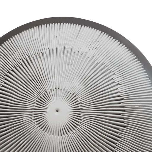 Mushroom Gills(Lamellae) less dense