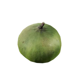 Ginkgo biloba