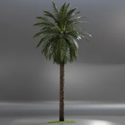 Dactylifera Palm Tree animated
