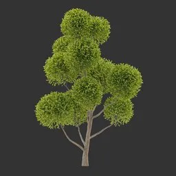 Round Canopy Tree