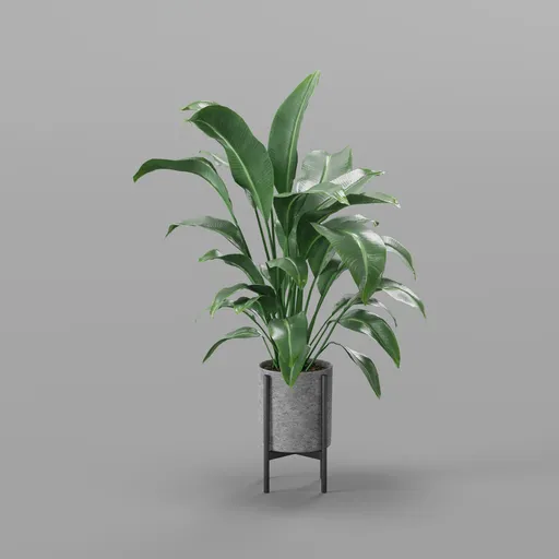 Tropical Indoor Plant