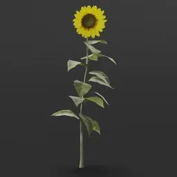 Realistic 3D model of medium-sized sunflower, customizable color, ideal for virtual gardens and outdoor scenes in Blender 3D.