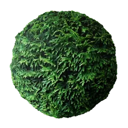 Realistic 2K PBR Hedge Conifer material for 3D rendering in Blender and other software, featuring detailed displacement.