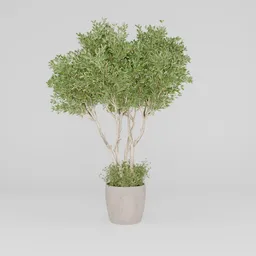Potted Plants